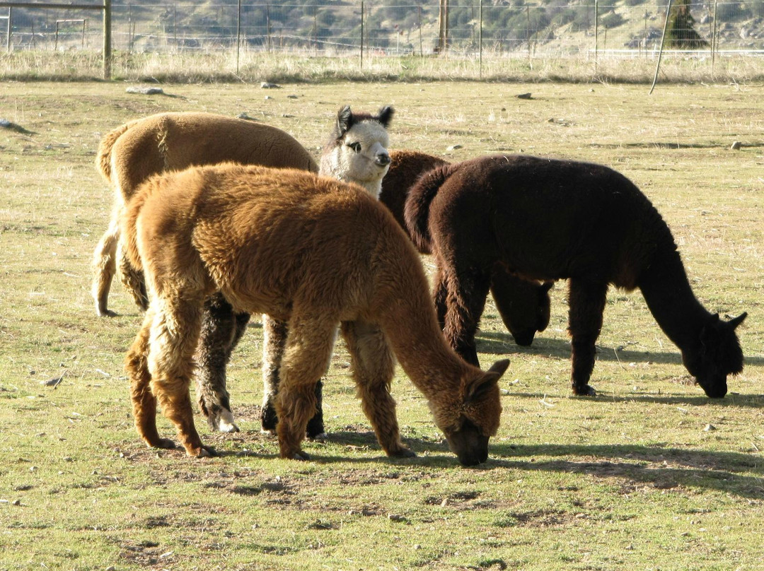 Adorable Alpacas景点图片