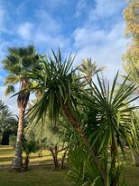 Villa Al Assala La Palmerale-酒店景观