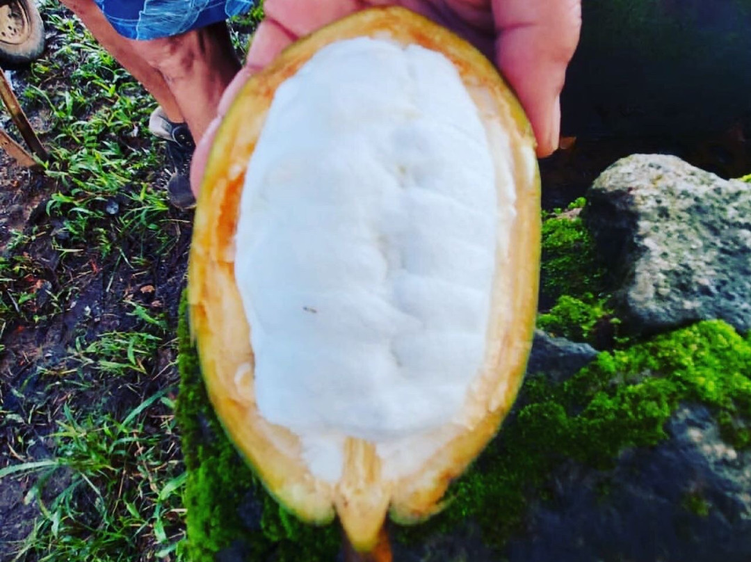 Chocolates Cassiporé