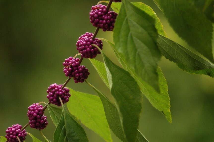 Melon Bluff Nature Center-Sunbury必去景点