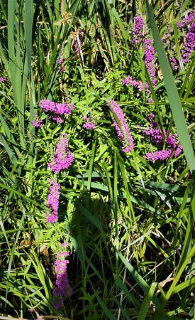 Iris Griffith Wetlands-马德拉公园镇必去景点