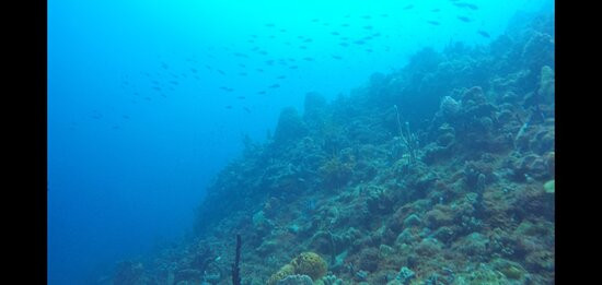 Cabrits Dive Centre-Portsmouth必去景点