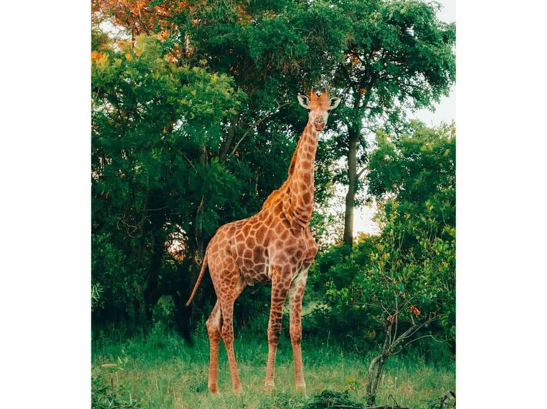 Onverwags Caravan Park & Game Farm