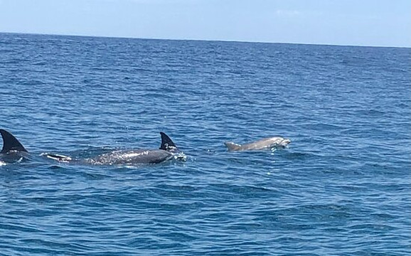 Jet Adventures-戴士柏必去景点