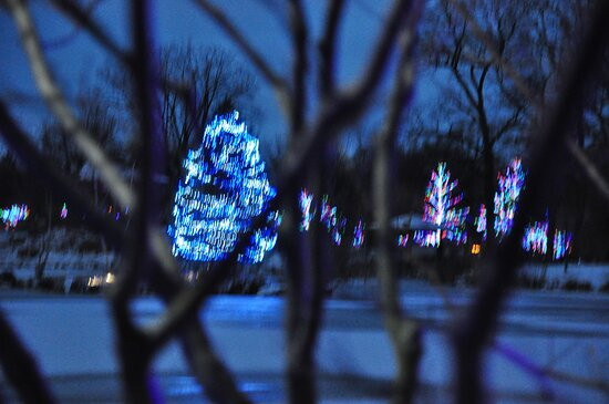 Wellfield Botanic Gardens景点图片