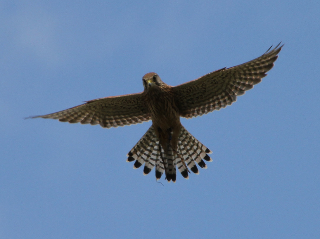 Andy Howeys Birds of Prey Centre景点图片