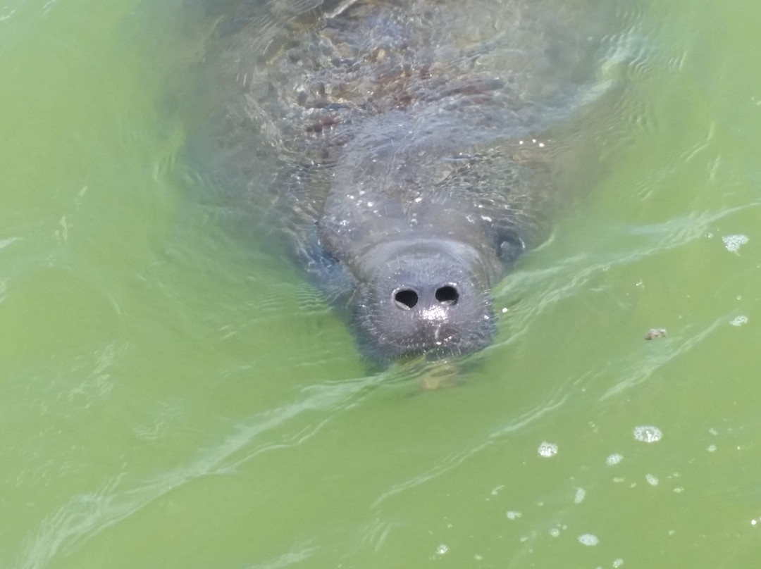 Sea N Things, LLC-Indian Shores必去景点