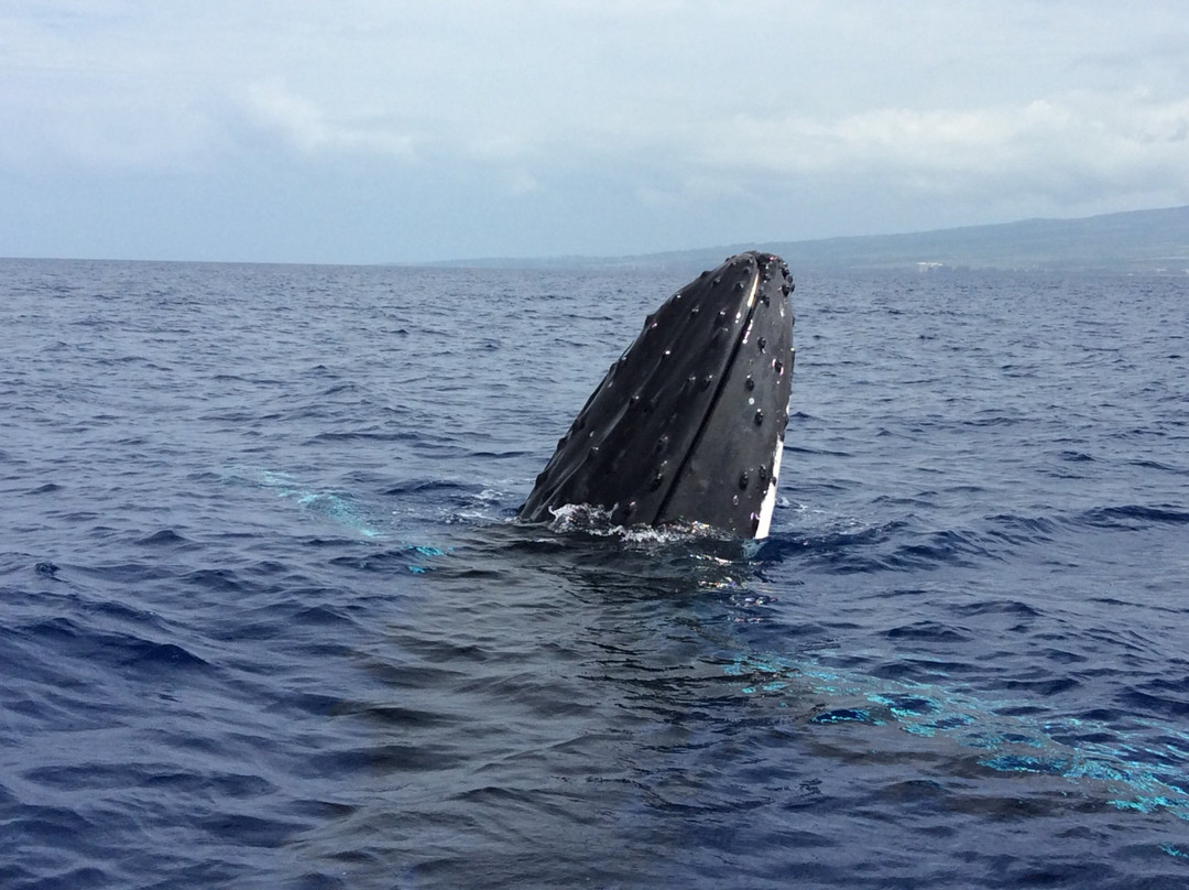 Whale Center of the Pacific景点图片