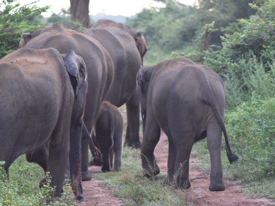 Prasanna Safari Udawalawe景点图片