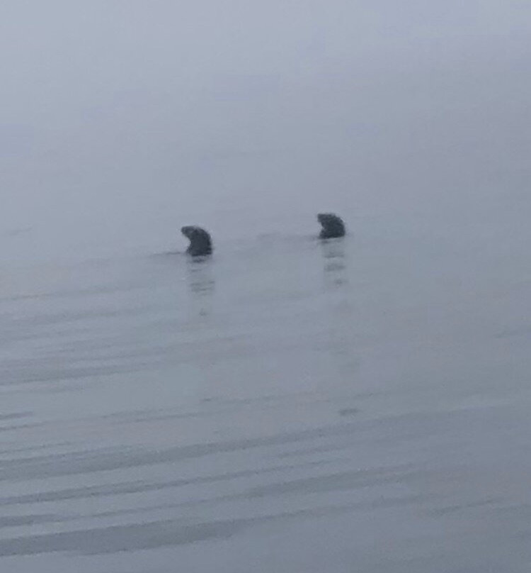 Kingfisher Wilderness Adventures-Port McNeill必去景点