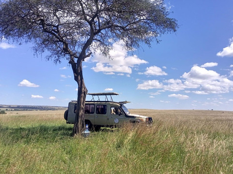 Beyond the plains safaris