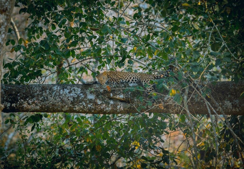 Bandipur National Park and Tiger Reserve景点图片