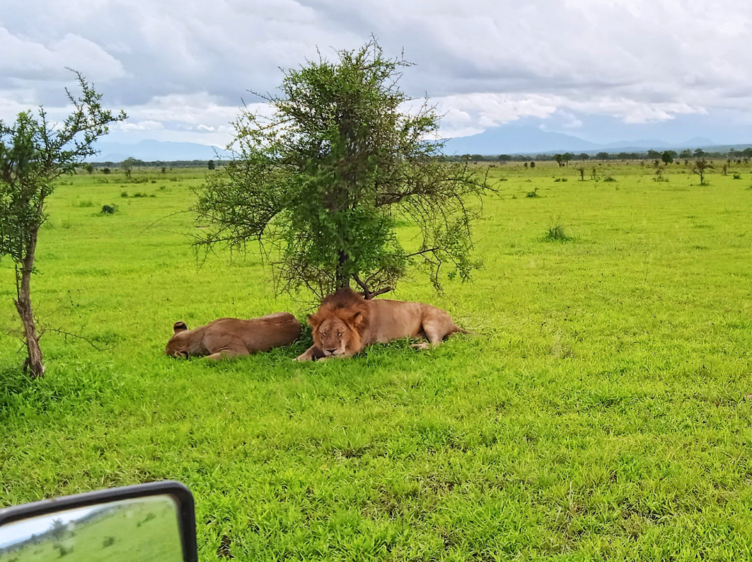 Amsha Popo Safaris-Msasani必去景点