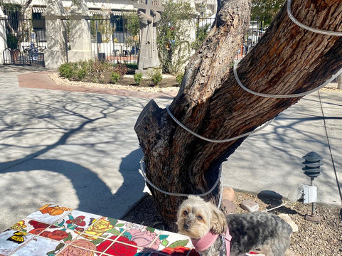 St. Philip's Plaza-图森必去景点