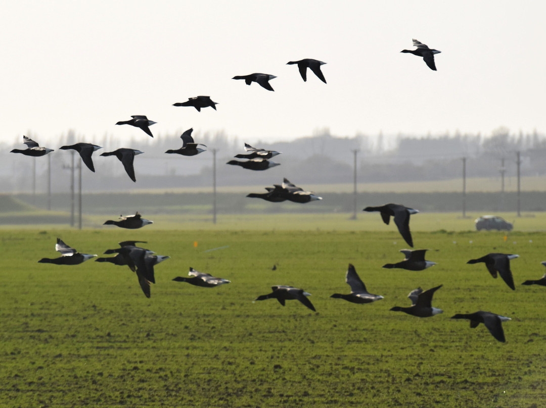 Wallasea Island Wild Coast景点图片