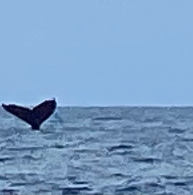 Captain Chad’s Charters