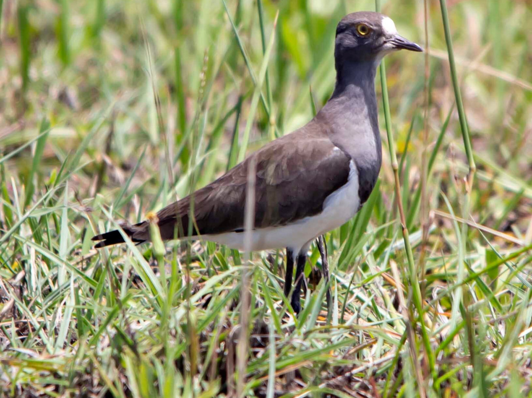 St Lucia Birding Tours- Ian Ferreira-圣露西亚必去景点
