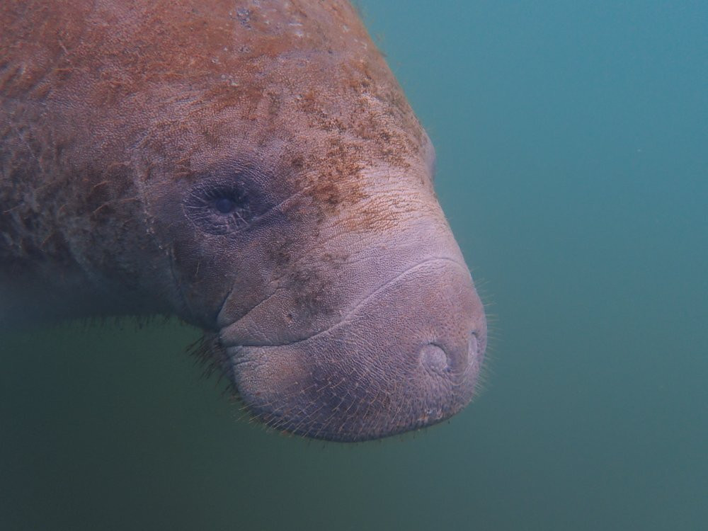 Manatee Tours & More-Homosassa必去景点