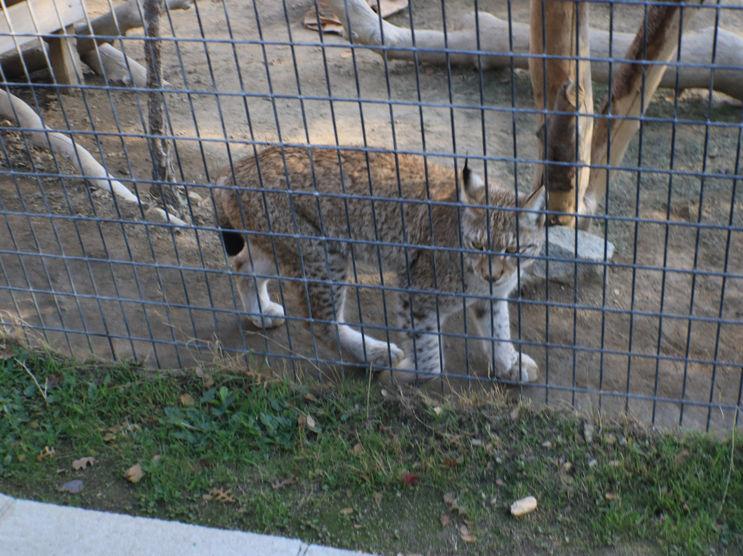 Project Survival's Cat Haven-Dunlap必去景点