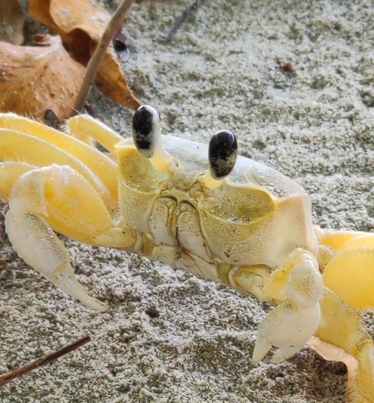 Anse Meunier-Sainte-Anne必去景点