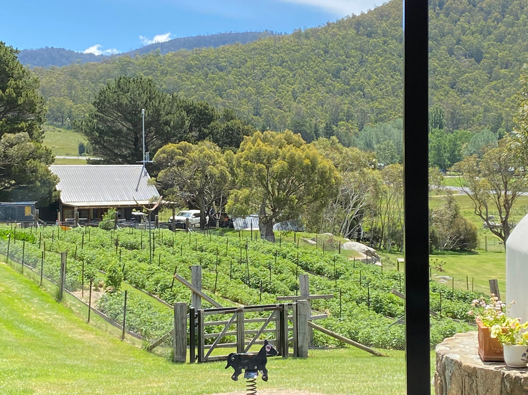 Wildbrumby Thredbo Valley Distillery-金德拜恩必去景点
