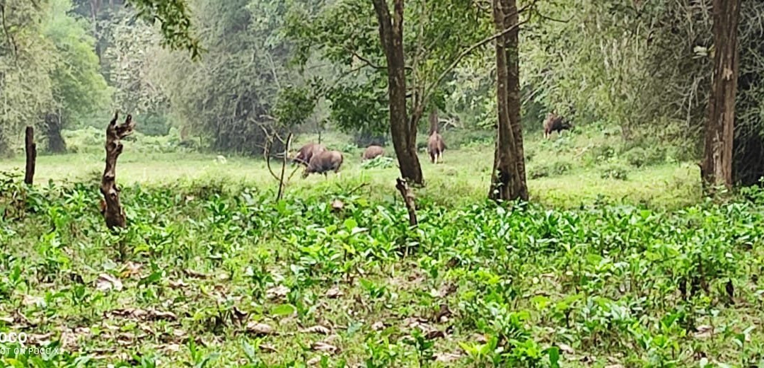 Parambikulam Tiger Reserve-Palakkad必去景点