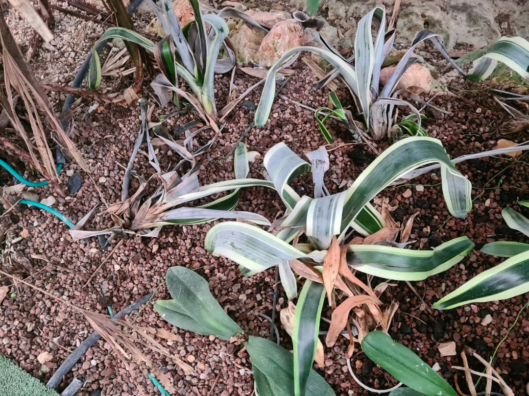 Utopia Orchid Park-Bahan必去景点