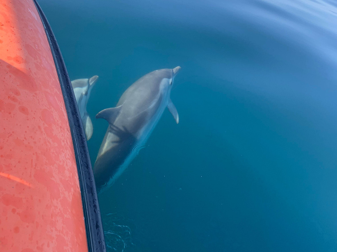Feathers & Scales-里斯本必去景点