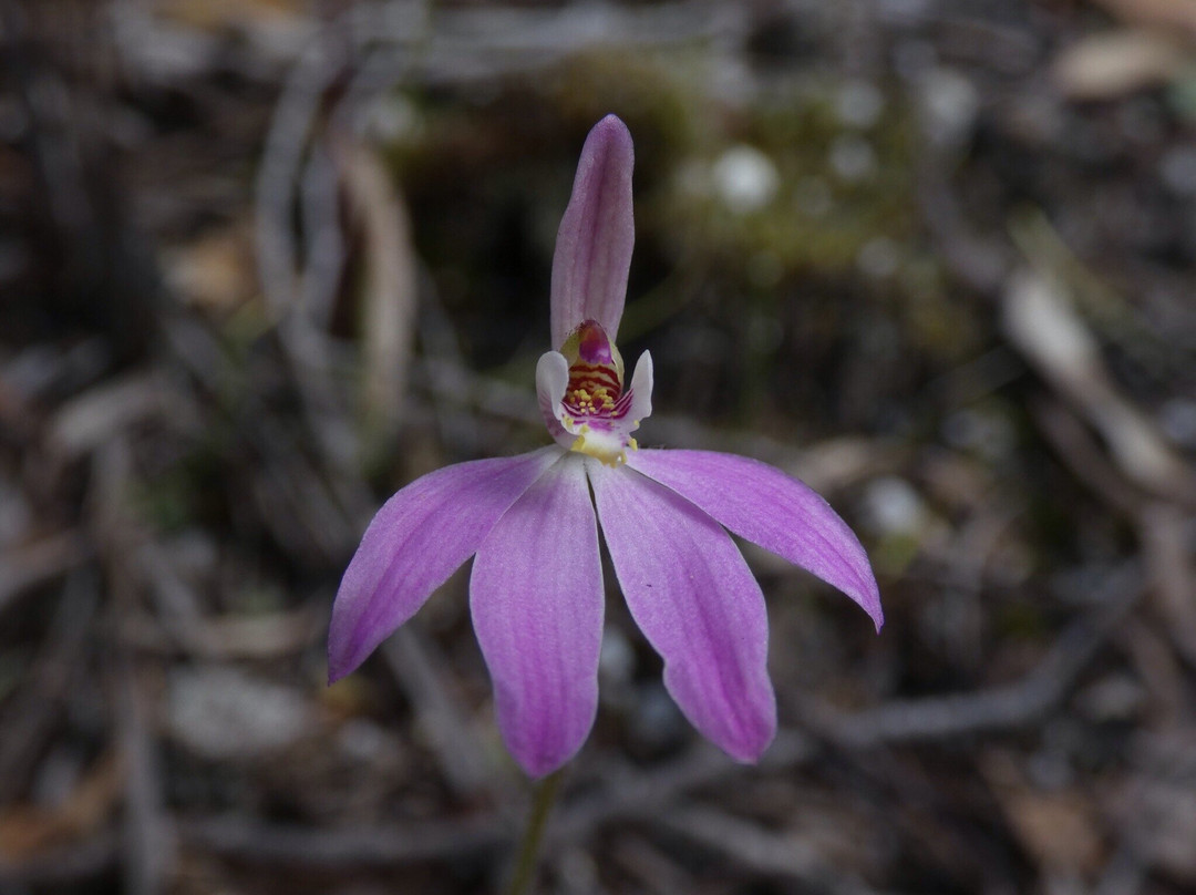 Cube Rock-South Mount Cameron必去景点
