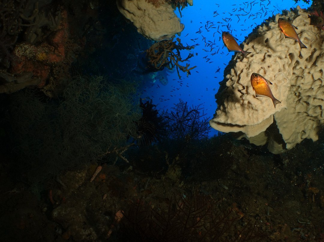 Miguel's Diving Gorontalo景点图片