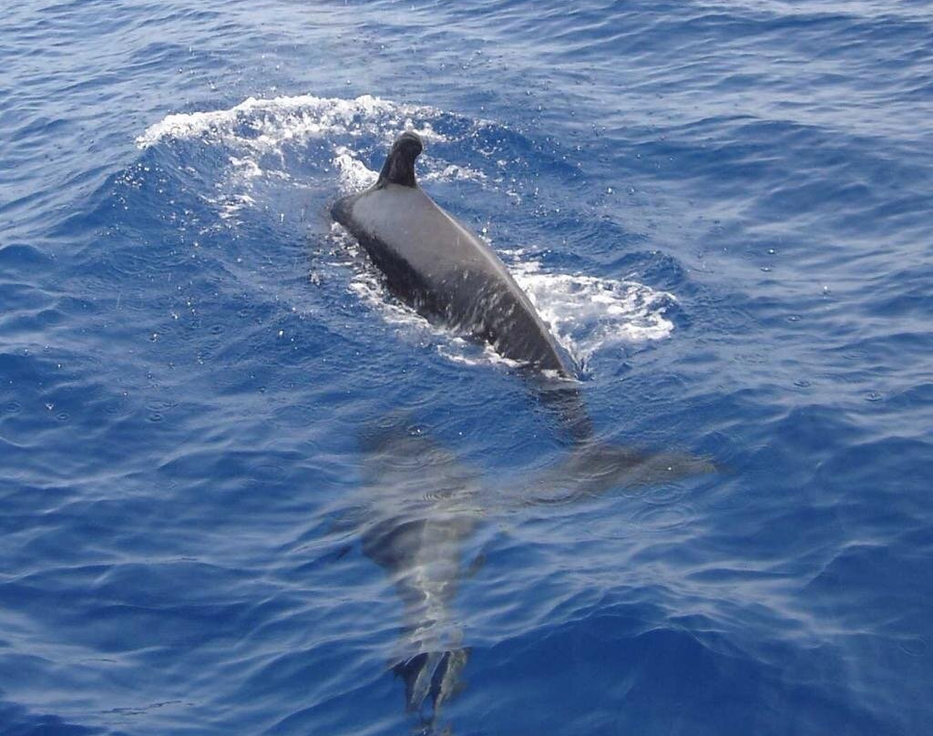 Pipo Diving-San Esteban必去景点