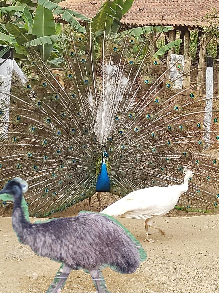 Pousada Fim da Picada-官方