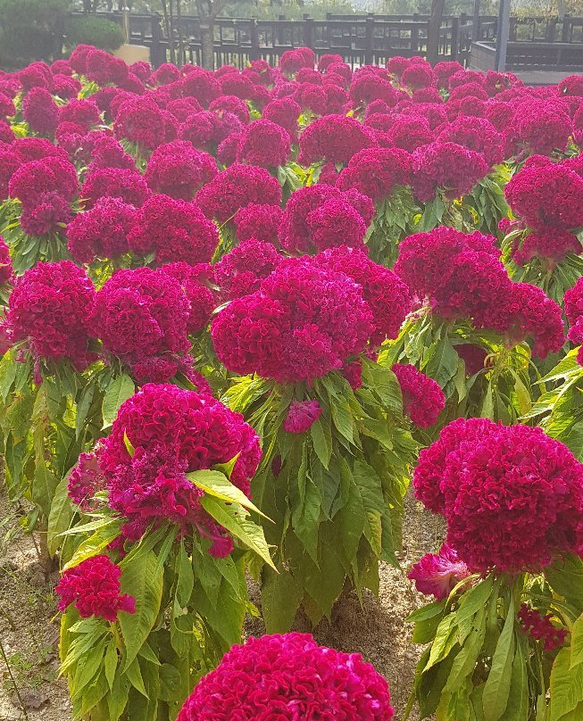 UriKkot Botanical Garden-华城市必去景点