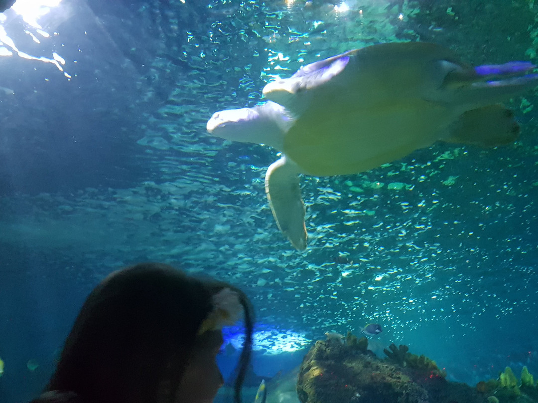 SEA LIFE Benalmadena景点图片