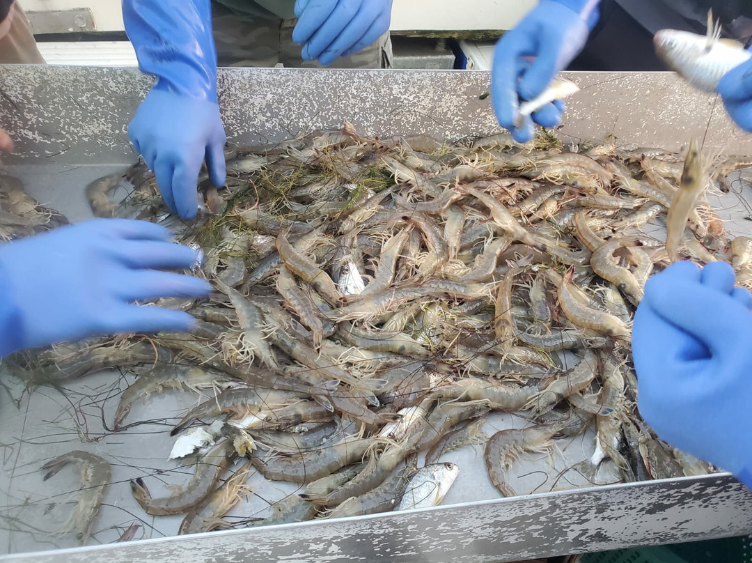 OBX Crabbing and Shrimping Charters景点图片
