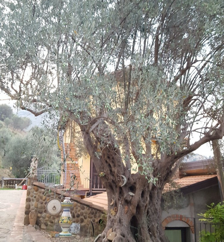 Agriturismo L'Uliveto主图