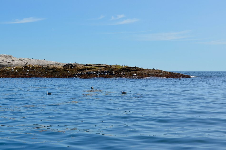 Acadia Fishing Tours景点图片