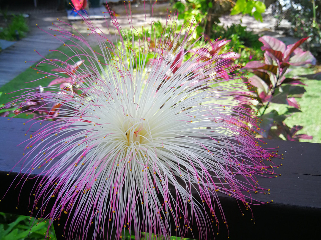 Cocos Seaview Apartments主图