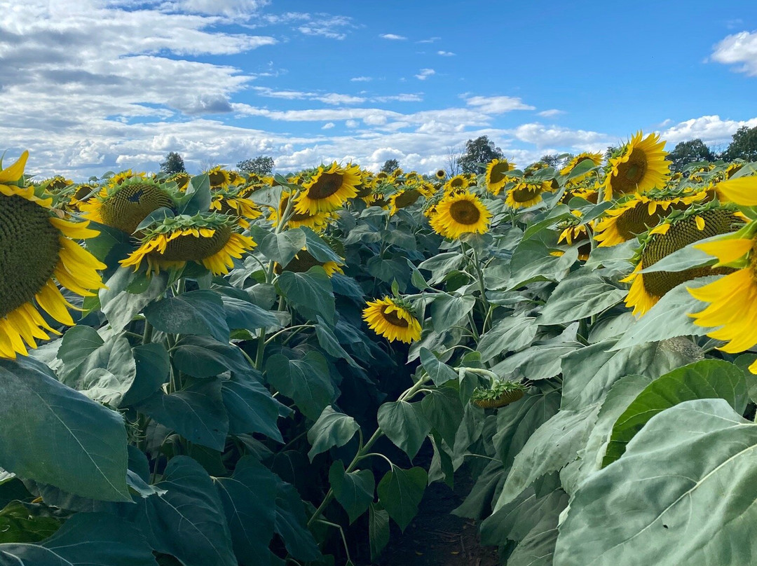 Dixie Orchards-卡利登必去景点