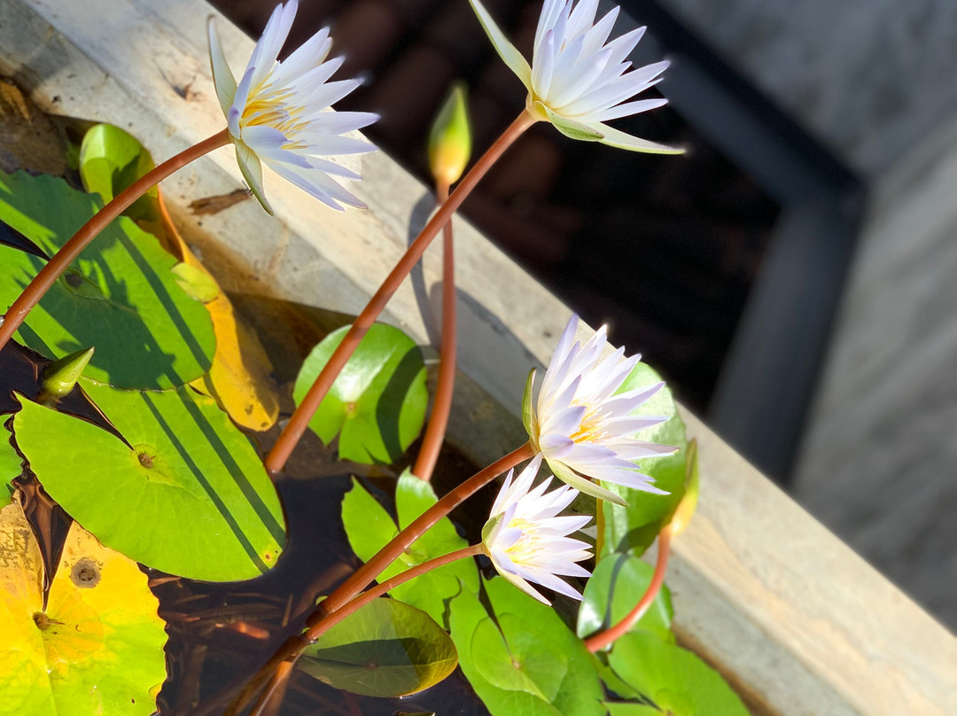 Lanka Golf Villa Collection - Villa Gelian主图