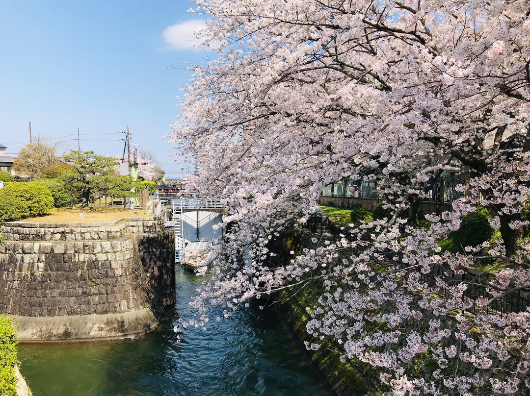 Lake Biwa Sosui-no Sakura景点图片