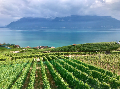 WINEMAX - Swiss Wine Exclusive Tour-洛桑必去景点