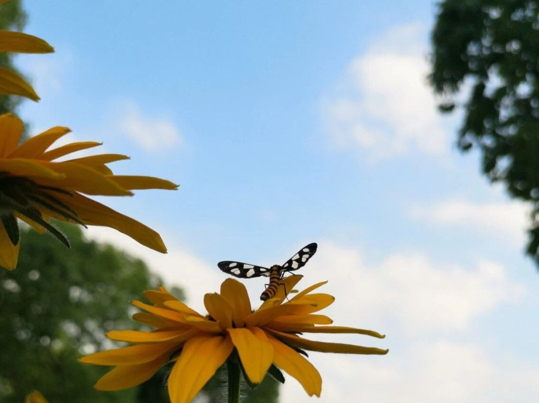 Relaxing and ecological experience in Chongming, Shanghai.-崇明县必去景点