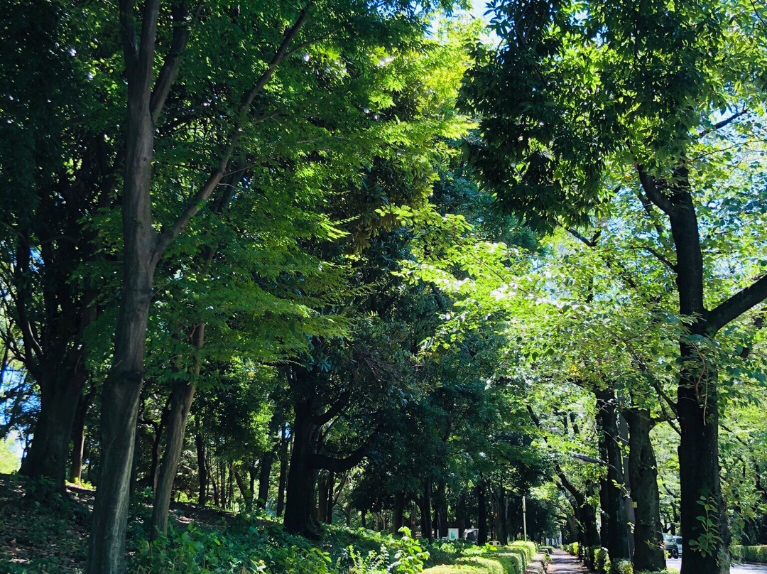 Hikarigaoka Park景点图片