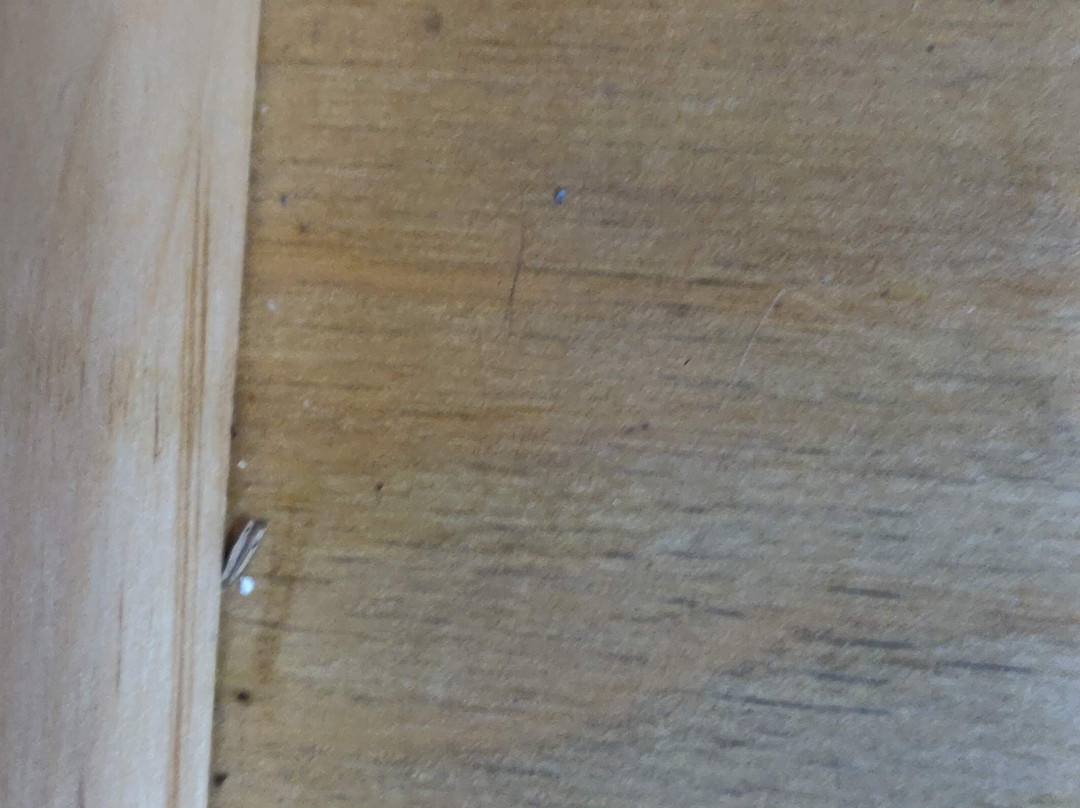 Best Inn and Suites Buena Park主图