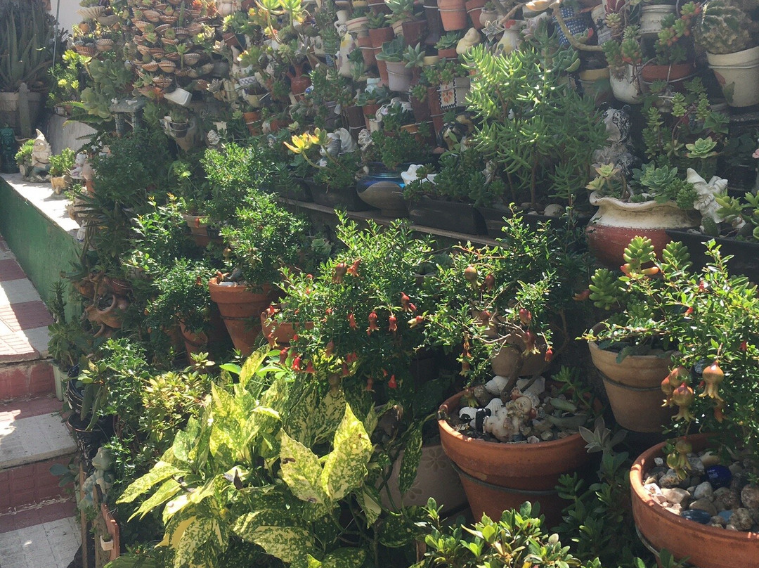 La Casa de los Cactus-Hervas必去景点