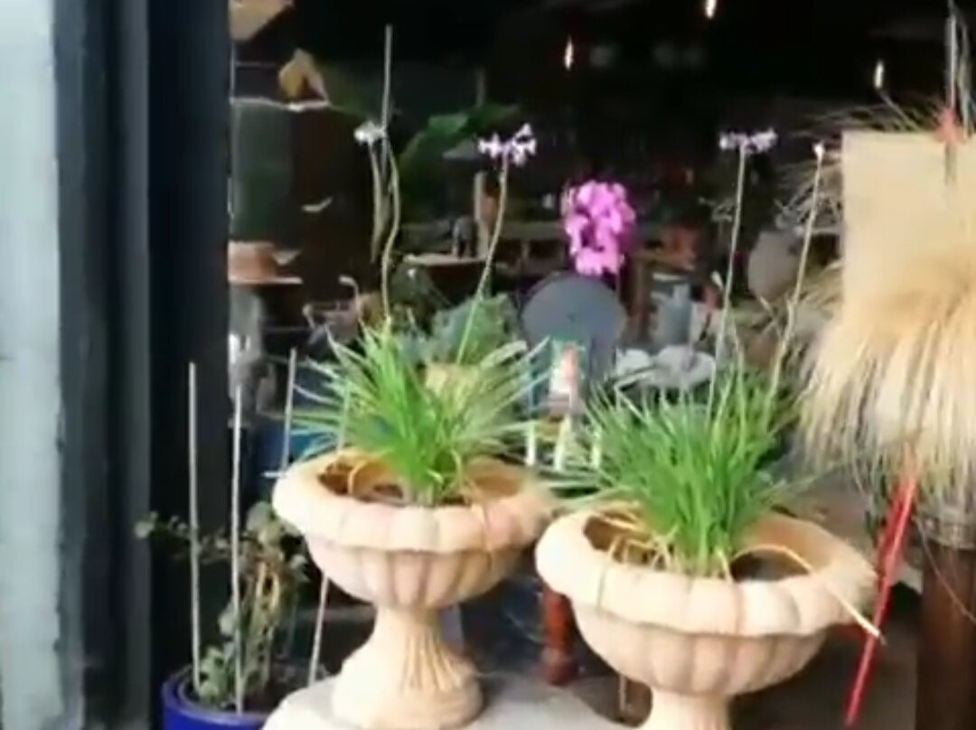 The Olive Blossom景点图片