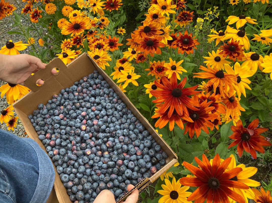 Blue Vista Farm-Bayfield必去景点