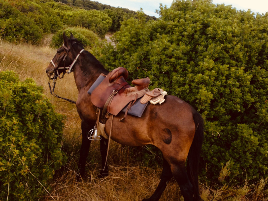 Promenade à Cheval Aresquiers景点图片