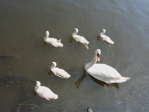 Teganuma Park-我孙子市必去景点
